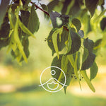 Ielādēt attēlu galerijas skatītājā, Linden / Liepziedu Ziedūdens / Tilia Vulgaris