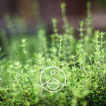 Ielādēt attēlu galerijas skatītājā, Thyme Thujanol / Timiāns 100% BIO ēteriskā eļļa 5g / 15g