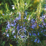 Загрузить изображение в средство просмотра галереи, Rosemary Camphor / Rozmarīns BIO ēteriskā eļļa 5g / 15g