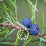 Ielādēt attēlu galerijas skatītājā, Juniper Berry / Kadiķa ogas BIO ēteriskā eļļa 5g / 15g