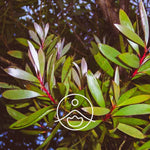 Загрузить изображение в средство просмотра галереи, Niaouli / Neauli Jeb Austrālijas sudrabkoka BIO ēteriskā eļļa 5g / 15g