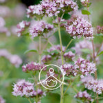 Загрузить изображение в средство просмотра галереи, Oregano Wild Organic / Raudenes BIO ēteriskā eļļa 5g / 15g