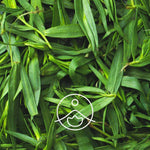 Ielādēt attēlu galerijas skatītājā, Tarragon / Estragons BIO ēteriskā eļļa 5g / 15g