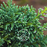 Ielādēt attēlu galerijas skatītājā, Hinoki BIO ēteriskā eļļa 5g / 15g