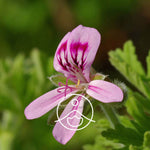 Ielādēt attēlu galerijas skatītājā, Geranium / Ģerānijas Ziedūdens / Pelargonium Graveolens