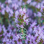 Ielādēt attēlu galerijas skatītājā, Thyme Thymol / Timiāns BIO ēteriskā eļļa 5g / 15g