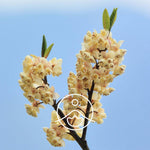 Load image into Gallery viewer, Litsea Cubeba BIO essential oil, 5g