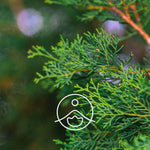 Load image into Gallery viewer, Hydrosol Cypress / Cupressus Sempervirens