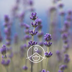 Ielādēt attēlu galerijas skatītājā, Lavender Spike / Lavanda BIO ēteriskā eļļa 5g / 15g