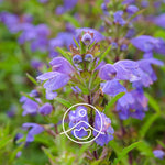 Ielādēt attēlu galerijas skatītājā, Moldavian Dragonhead BIO ēteriskā eļļa 2g / 5g / 15g