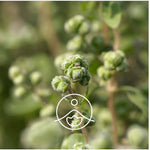 Загрузить изображение в средство просмотра галереи, Marjoram / Sweet Marjoram / Majorāns BIO ēteriskā eļļa 5g / 15g