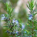 Загрузить изображение в средство просмотра галереи, Rosemary Cineol / Rozmarīns BIO ēteriskā eļļa 5g / 15g