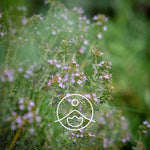 Ielādēt attēlu galerijas skatītājā, Thyme Linalol / Timiāna Ziedūdens / Thymus Vulgaris