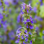 Ielādēt attēlu galerijas skatītājā, Hysope 1,8-Cineol / Izops BIO ēteriskā eļļa 5g / 15g