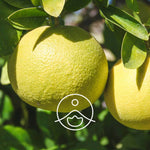 Ielādēt attēlu galerijas skatītājā, Grapefruit White / Greipfrūta BIO ēteriskā eļļa 5g / 15g