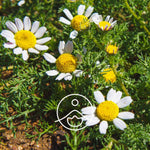 Ielādēt attēlu galerijas skatītājā, Chamomile Roman / Romiešu Kumelītes Ziedūdens / Chamaemelum Nobile