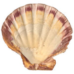 Load image into Gallery viewer, Abalone Shell holder 12-14cm - Palo Santo & Sage