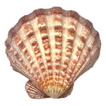 Load image into Gallery viewer, Abalone Shell holder 12-14cm - Palo Santo & Sage