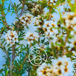 Загрузить изображение в средство просмотра галереи, Fragonia / Fragonijas ēteriskā eļļa 5g / 15g