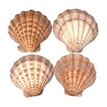 Load image into Gallery viewer, Abalone Shell holder 12-14cm - Palo Santo & Sage