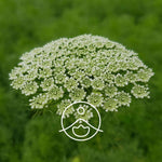 Ielādēt attēlu galerijas skatītājā, Khella / Burkāna visnaga BIO ēteriskā eļļa 5g / 15g / 50g