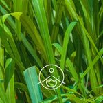 Загрузить изображение в средство просмотра галереи, Palmarosa / Palmrozes BIO ēteriskā eļļa 5g / 15g / 50g