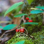 Load image into Gallery viewer, Wintergreen BIO essential oil, 5g