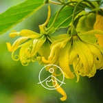 Загрузить изображение в средство просмотра галереи, Ylang Ylang Complete / Ilang Ilang COMPLETE BIO ēteriskā eļļa 5g / 15g / 50g