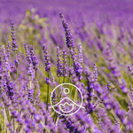 Ielādēt attēlu galerijas skatītājā, Lavandin Super / Lavandīns / Lavandula X burnati eļļa 5g / 15g / 50g