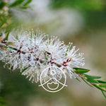 Ielādēt attēlu galerijas skatītājā, Cajeput / Kajaputa BIO ēteriskā eļļa 5g / 15g