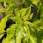 Ielādēt attēlu galerijas skatītājā, Camphor / Kampara BIO ēteriskā eļļa 5g / 15g