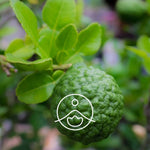 Ielādēt attēlu galerijas skatītājā, Bergamot Bergapten Free / Bergamotes BIO ēteriskā eļļa 5g / 15g