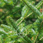 Ielādēt attēlu galerijas skatītājā, Balsam Fir / Balzama Baltegles BIO ēteriskā eļļa 5g / 15g