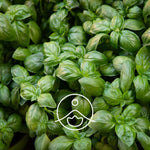 Ielādēt attēlu galerijas skatītājā, Basil Linalool / Bazilika BIO ēteriskā eļļa 5g / 15g