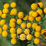 Ielādēt attēlu galerijas skatītājā, Blue Tansy / Biškrēsliņa BIO ēteriskā eļļa 5g / 15g