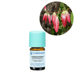 Ielādēt attēlu galerijas skatītājā, Cinnamon Leaf / Kanēļkoka lapu BIO ēteriskā eļļa 5g / 15g