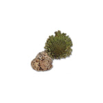 Load image into Gallery viewer, Jerihonas Roze / Rose of Jericho