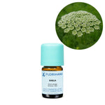 Ielādēt attēlu galerijas skatītājā, Khella / Burkāna visnaga BIO ēteriskā eļļa 5g / 15g / 50g