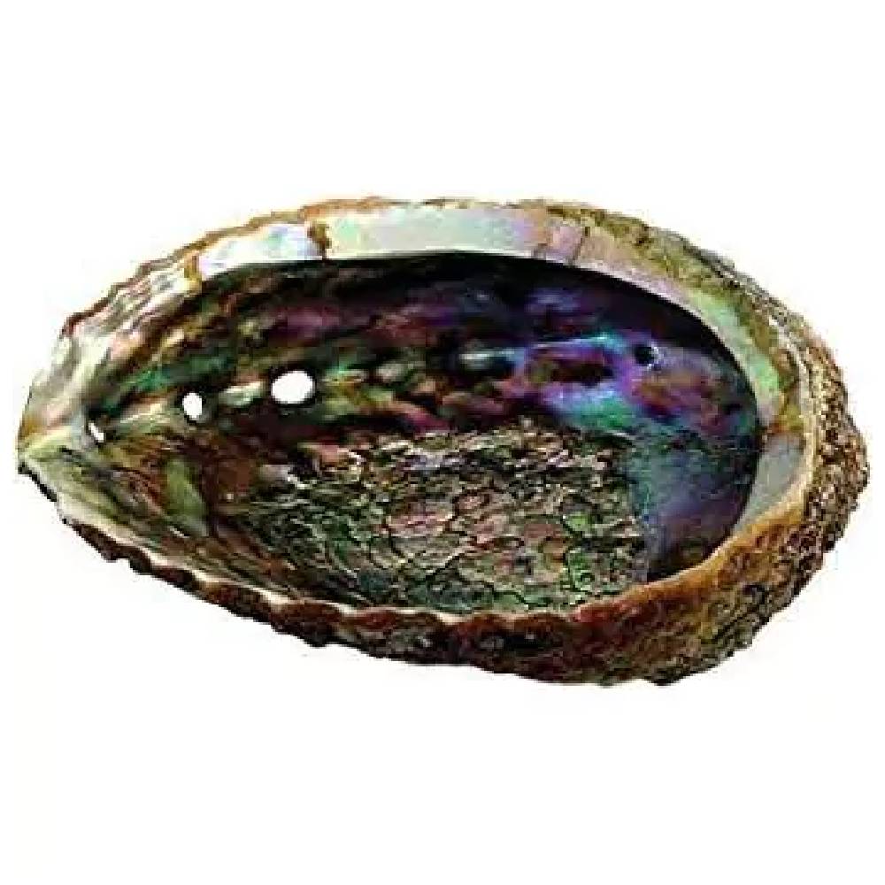 Gliemežvāks Abalone Shell Haliotis Midae - Palo Santo & Sage 15-17cm