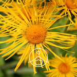 Load image into Gallery viewer, Inula BIO essential oil, 2g
