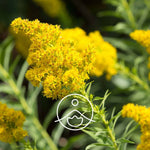 Load image into Gallery viewer, Golden Rod BIO essential oil, 5g
