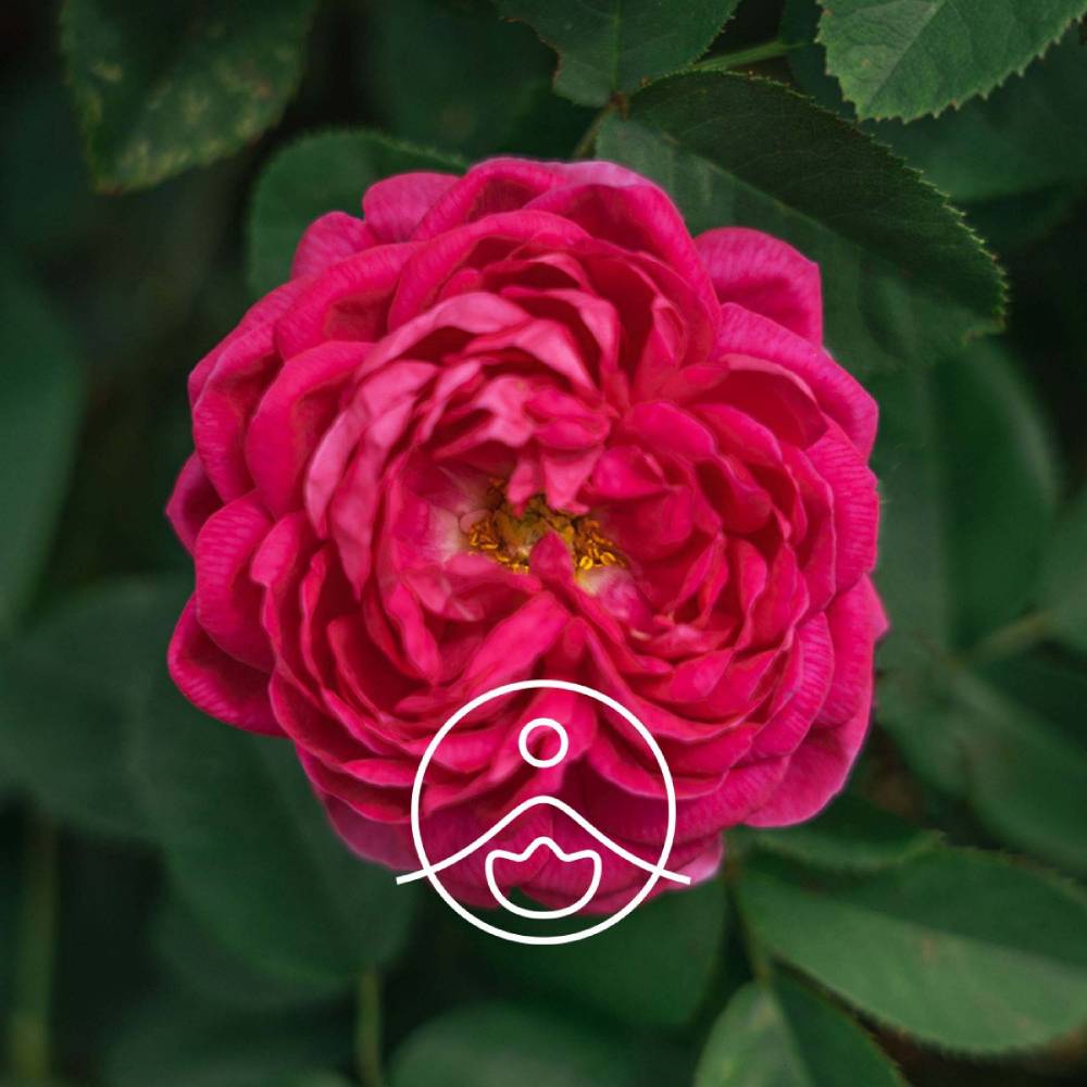 Rose Otto / Roze BIO ēteriskā eļļa 2g / 5g / 15g