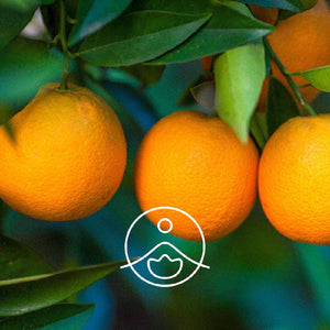 Orange Sweet / Saldā Apelsīna BIO ēteriskā eļļa 5g / 15g