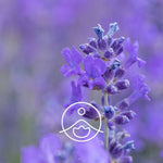 Ielādēt attēlu galerijas skatītājā, Lavender Vera Wild / Lavandas Ziedūdens / Lavandula Angustifolia
