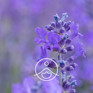 Lavender Vera Wild / Lavandas Ziedūdens / Lavandula Angustifolia