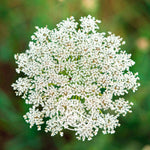 Load image into Gallery viewer, Wild Carrot BIO essential oil, 5g
