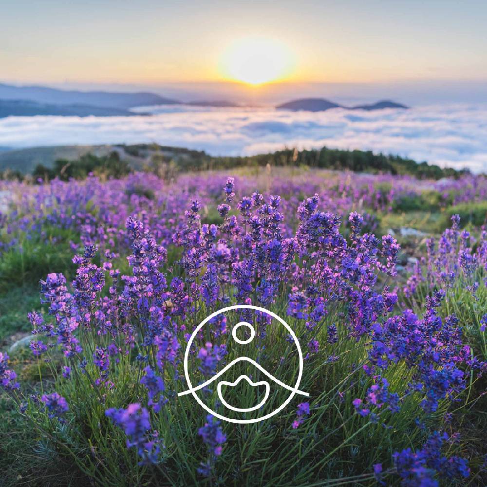 Lavender Vera Wild / Savvaļas lavandas BIO ēteriskā eļļa 5g / 15g