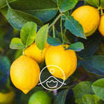 Load image into Gallery viewer, Lemon BIO essential oil, 5g
