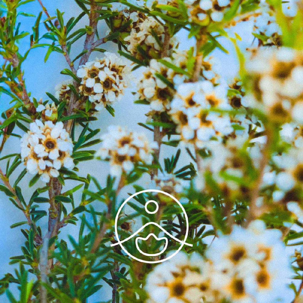 Fragonia / Fragonijas ēteriskā eļļa 5g / 15g