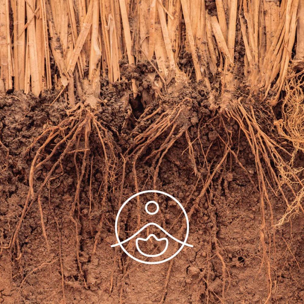 Vetiver / Vetīvera BIO ēteriskā eļļa 5g / 15g